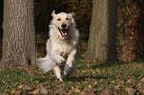 GOLDEN RETRIEVER 820